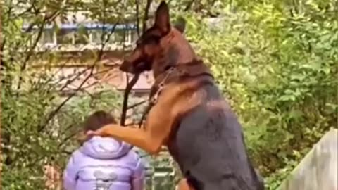 Dog Never Stops To Amaze Us #shorts #viral #shortsvideo #video