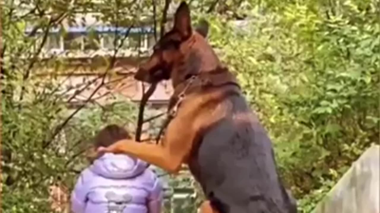 Dog Never Stops To Amaze Us #shorts #viral #shortsvideo #video