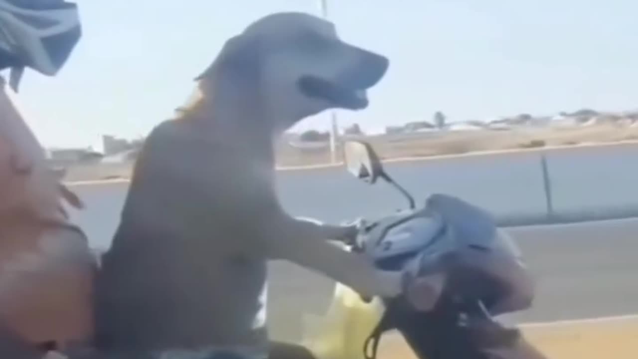 🤣😹 Funny animal video 😹🤣