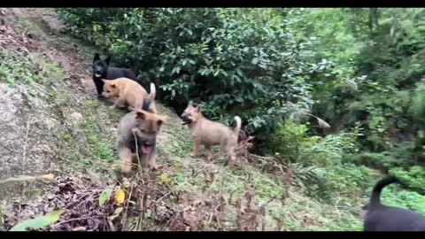 A pack of runaway puppies