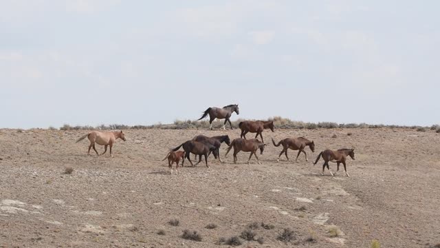 Wild Horse Band on the Run! September 2020