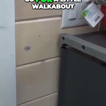 Discover Hidden Treasures on a Walkabout Adventure with Nuts