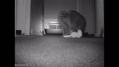 Cat plays with Ghost on Trailcam