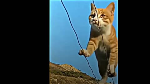 Cats walk through | Season episode 2554 |
