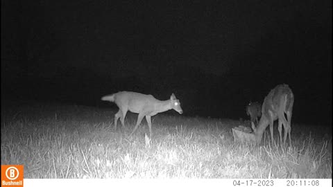 Trail camera video Middle Tennessee.