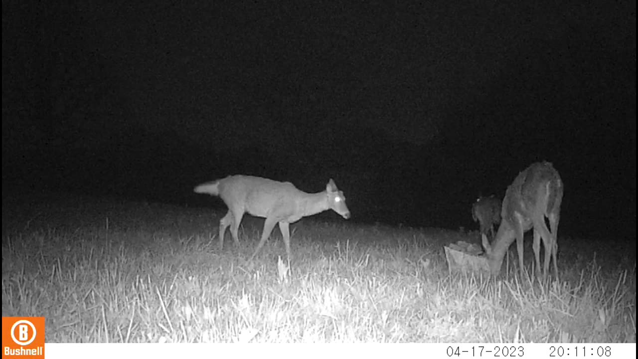 Trail camera video Middle Tennessee.