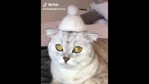 Funny pets😹funny animals🐶