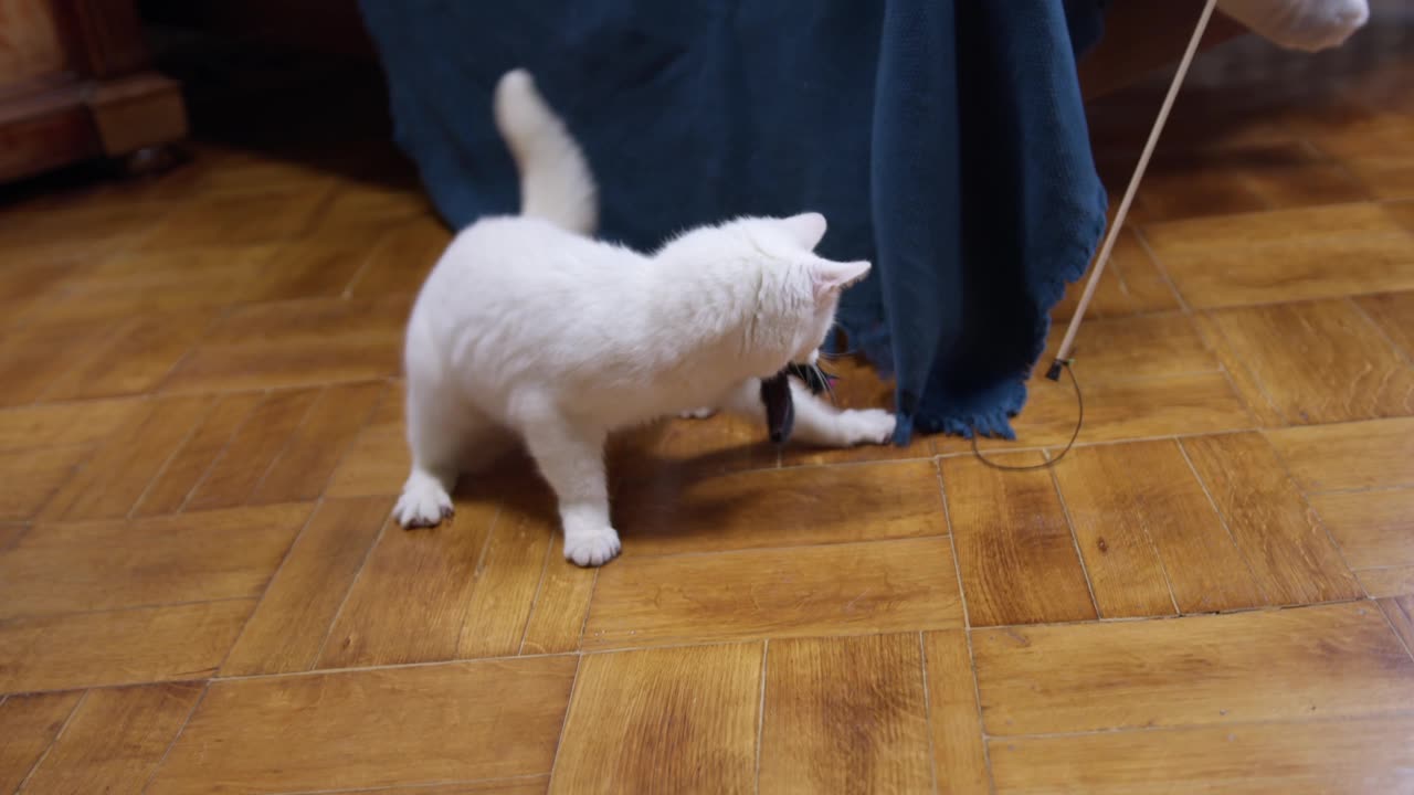 Beautifull white cat palying with Toy of baby