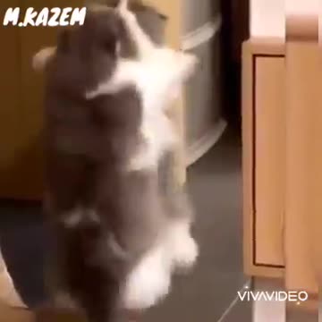 The cat is classy and the night and the lonely and the sweetest