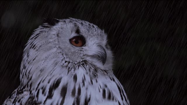 Owl In Rain Forest Ambience