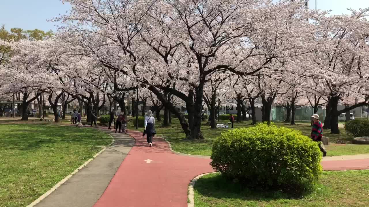 Cherry blossoms Kawaguchi Japan