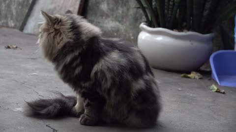 Beautiful cats Family with 3 Generations Living Together