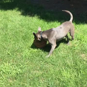Biting basketball dog