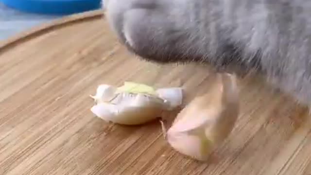 Do you like durian stewed pigeons?