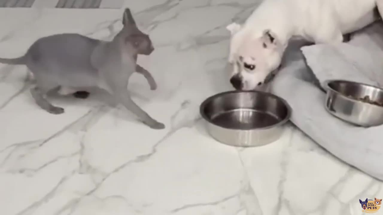 Funniest animals videos