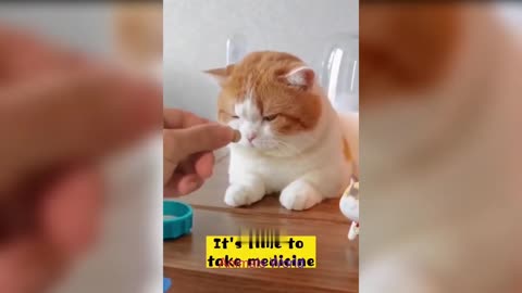 Try Not To Laugh 😂 Funniest Cats and Dogs 😺🐶 Part 32
