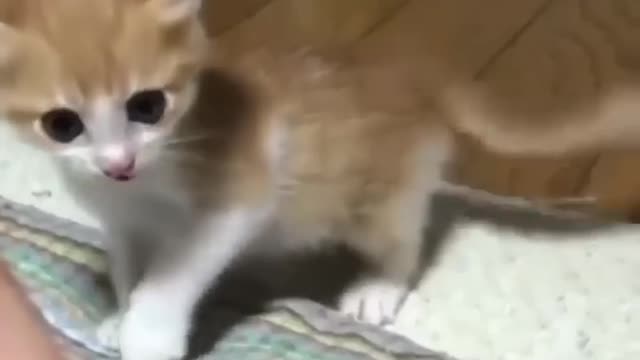 funny animal