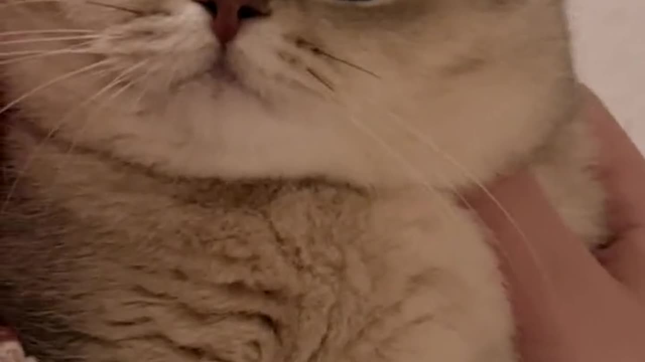 Kittens can also have small troubles