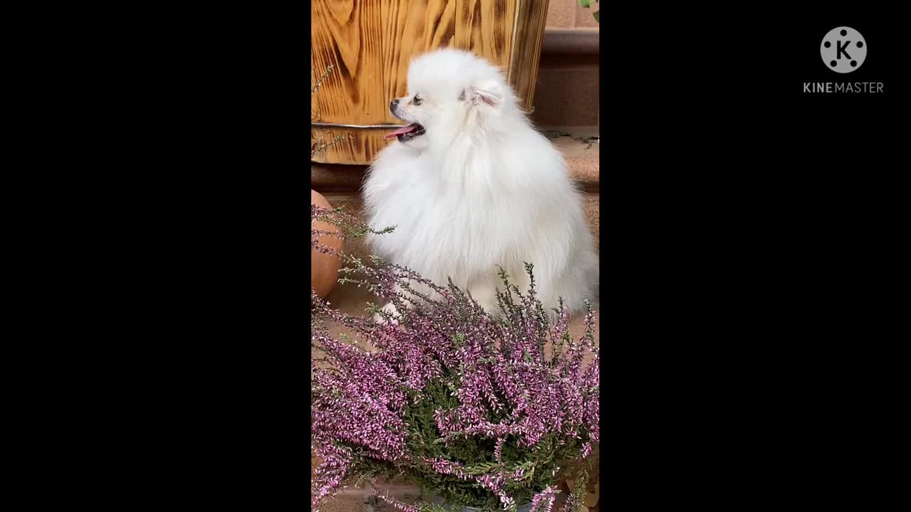 Cute Dogs Video