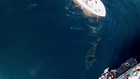 Biggest Great White Ever Recorded On Film
