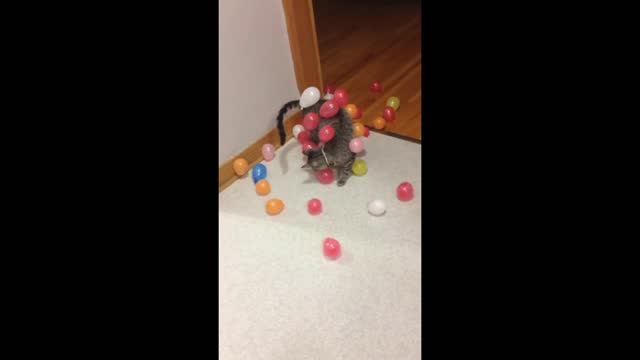 Gif video of cat playing with party balloons