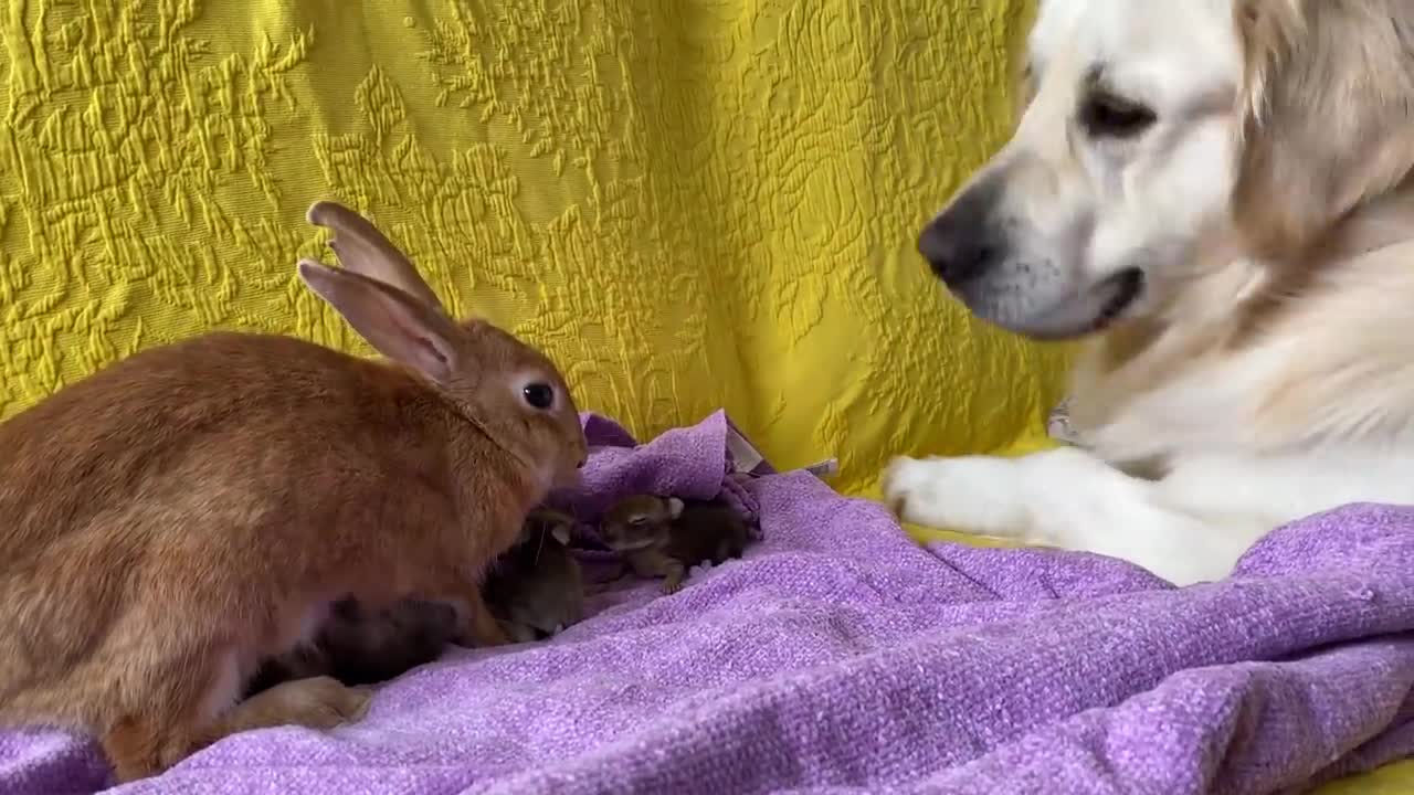 Golden Retriever and Baby Bunnies 7 days old [Friendliest Dog]