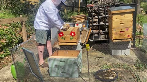 TRANSPLANTING A SWARM !