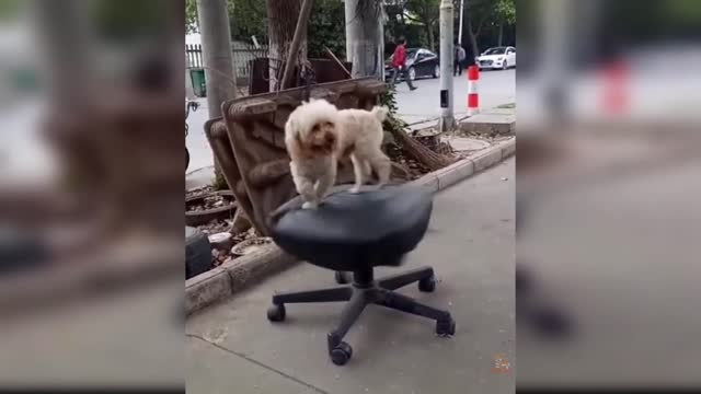 Cute Puppy Loving And Funny Things