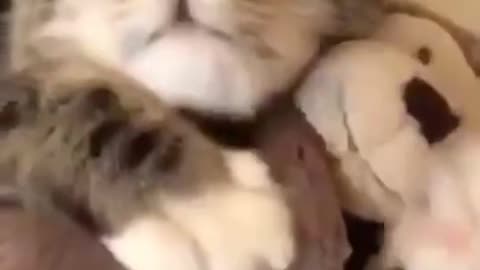 MUST WATCH !!! CAT CUDDLING ITS BEST FRIEND CAT