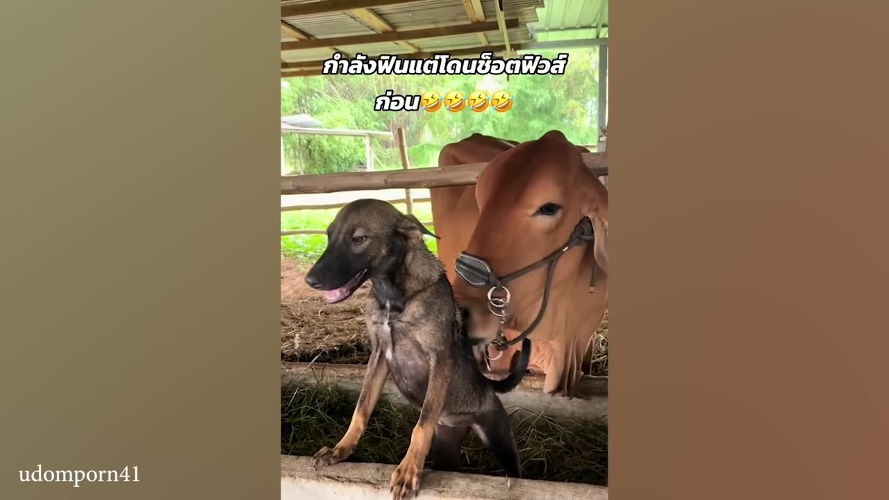 Funny Animals Videos
