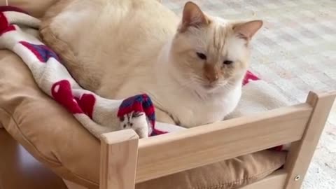 End Your Day with These Heartwarming Cute Cats