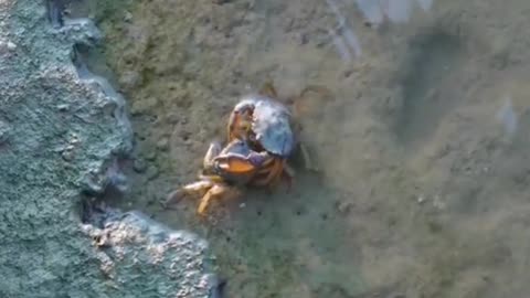 Crabs fighting.