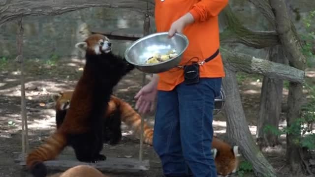 Red Panda