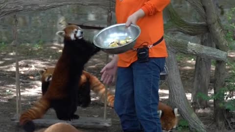 Red Panda