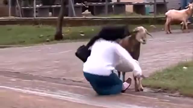 Funny animal video😄😄😄