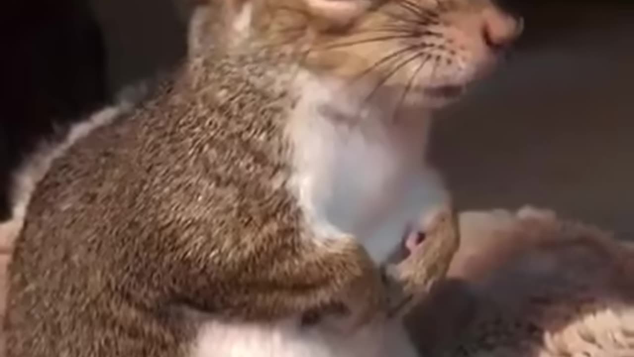 Adorable: Watch a Wholesome Squirrel Delight in a Brushing Session!