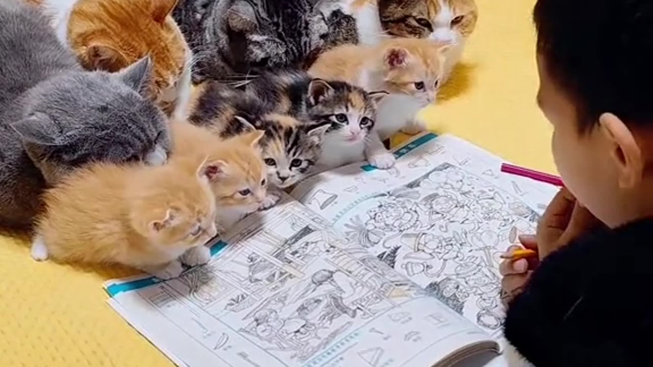 Cats learn