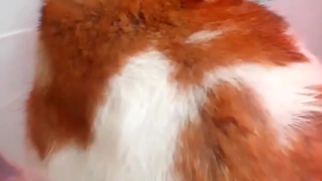 HAMSTERNINA#shorts#short#hamster#funny#status