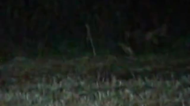 BOBCAT 2017 NOV.
