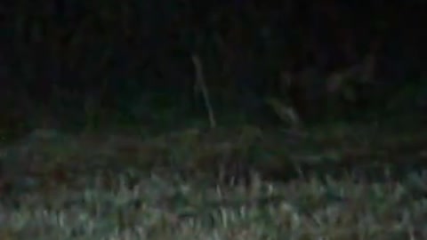 BOBCAT 2017 NOV.