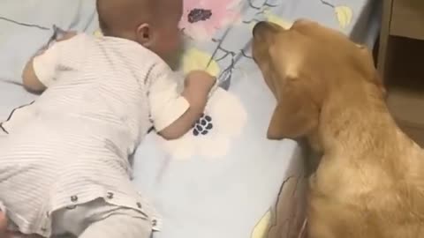 Adorable Labrador Dog Caring For Newborn Baby Will Give You Positive Vibes