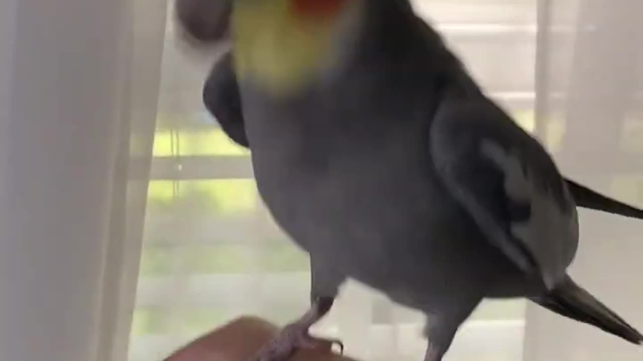 bird singing song