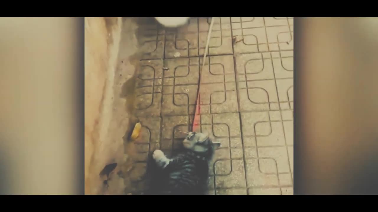 Videos of the Cutest Animals and Cutest Cats 😃 Try Not To Laugh
