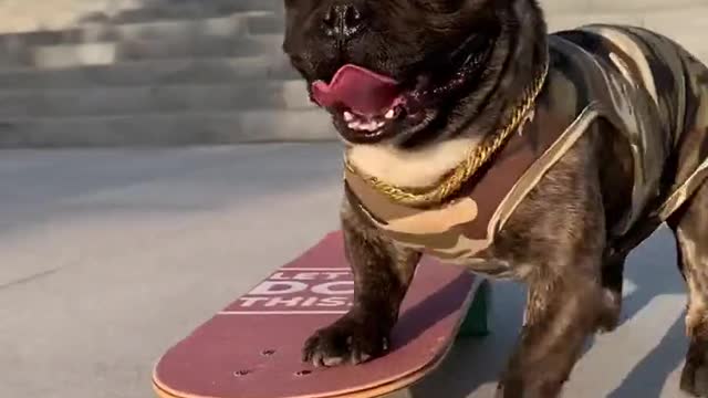 I think it’s the best dog skateboarding