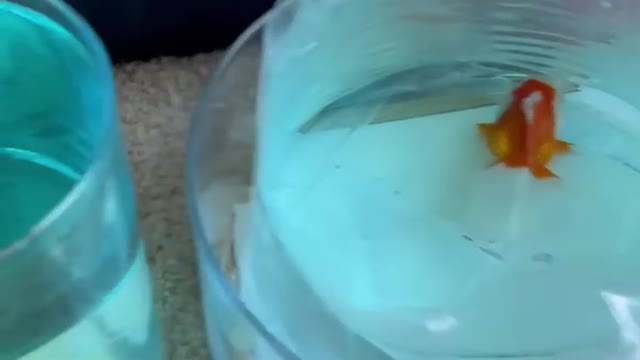 Why is my Fish's water Blue?