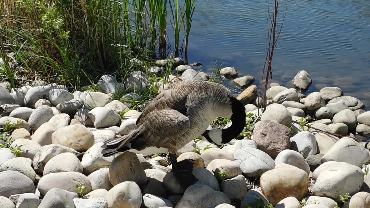 Goose Preening