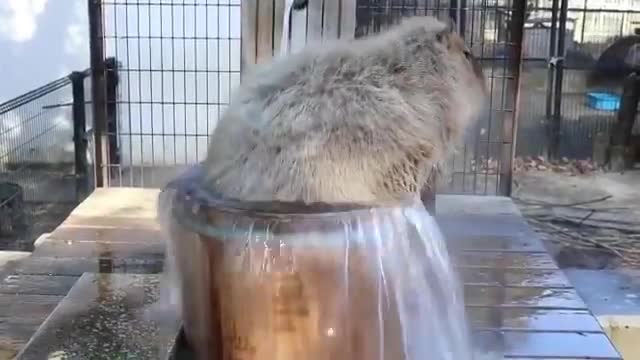 Capivara se banhando no tubo d'água