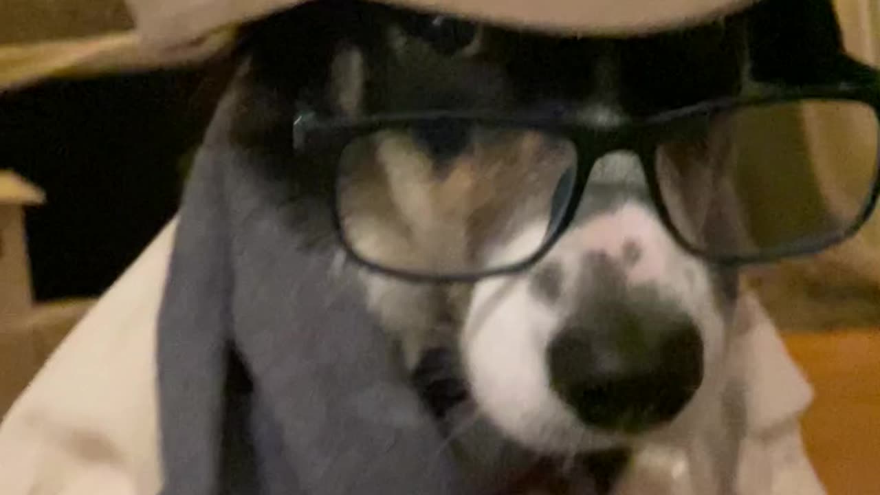 FUNNY DOG VIDEO | DOG DRESSED UP!