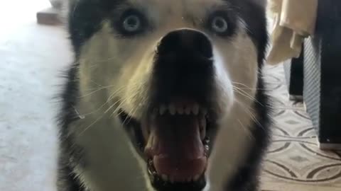 A dog with pricked ears.