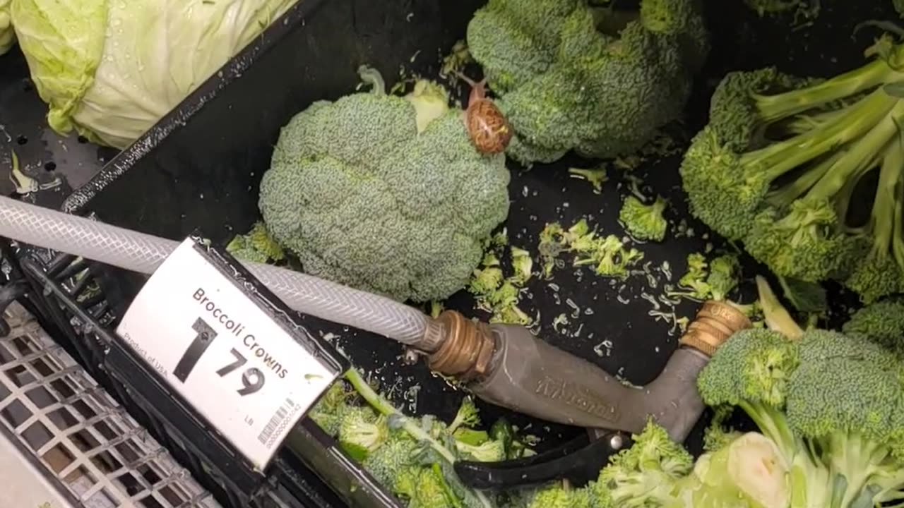 Protein Boosted Broccoli For Sale